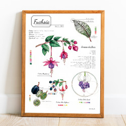 poster - Fuchsia Botanical