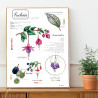 Affiche - planche botanique Fuchsia
