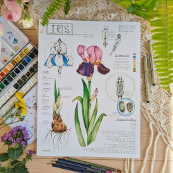 poster - Iris Botanical
