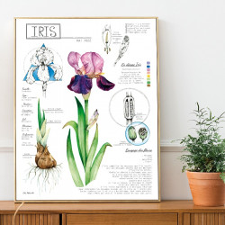 Affiche - planche botanique IRIS