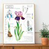 poster - Iris Botanical